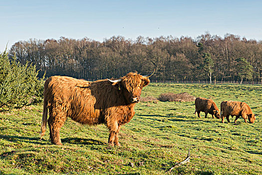 高原牛,下萨克森,德国,欧洲