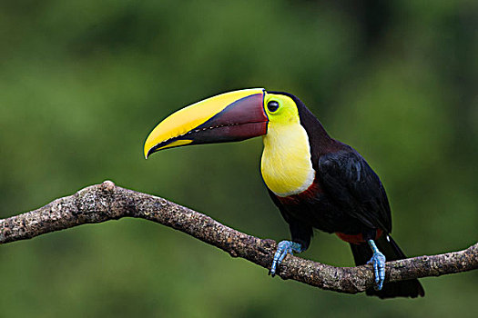 巨嘴鸟,北方,哥斯达黎加