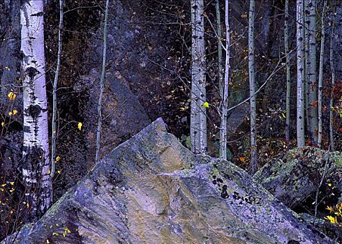 石头,树,怀特雪尔省立公园,曼尼托巴,加拿大