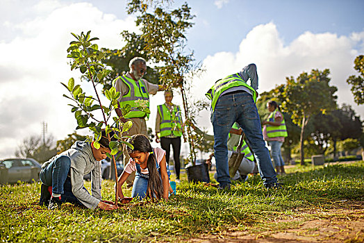 志愿者,种植,树,晴朗,公园