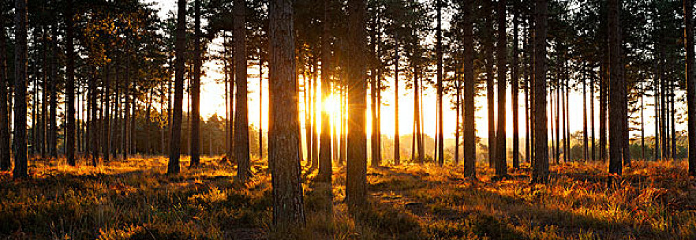 松树,树林,日落,靠近,英格兰