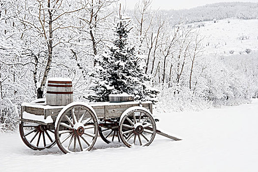 艾伯塔省,加拿大,木质,树,积雪
