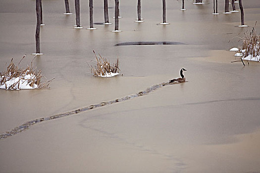 黑额黑雁,加拿大雁,旅行,半融雪,冰,沼泽,加拿大