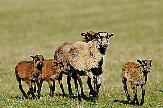 喀麦隆,绵羊,牧群,草场