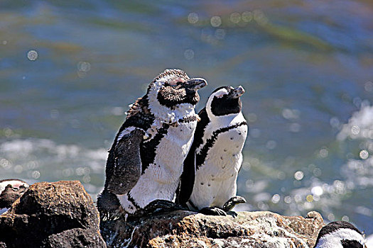 非洲企鹅,企鹅,一对,岩石上,湾,西海角,南非,非洲