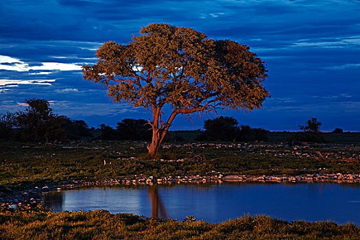 水坑,黄昏,埃托沙国家公园,纳米比亚,非洲