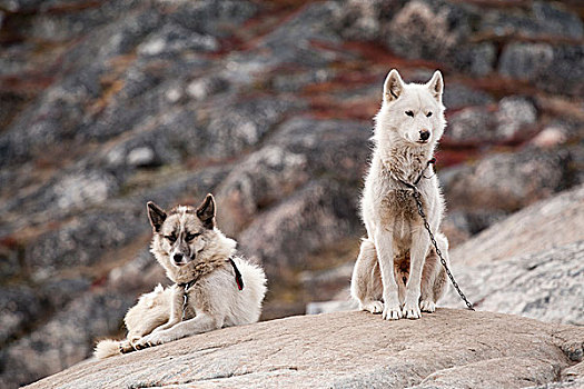 两个,格陵兰,狗,爱斯基摩犬,石头,夏天,伊路利萨特,北美