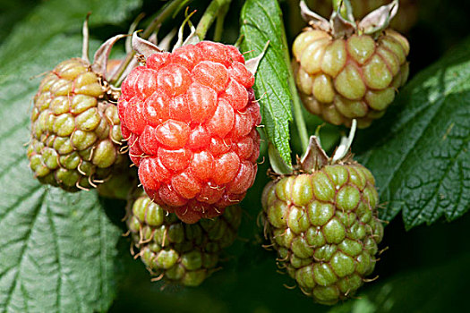 不熟,树莓,花园,多特蒙德,北莱茵威斯特伐利亚,德国,欧洲