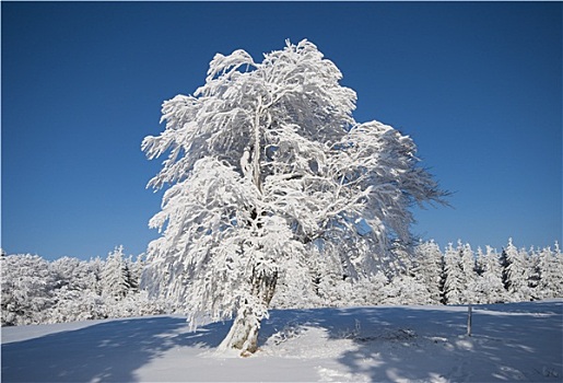 冬天,黑森林地区