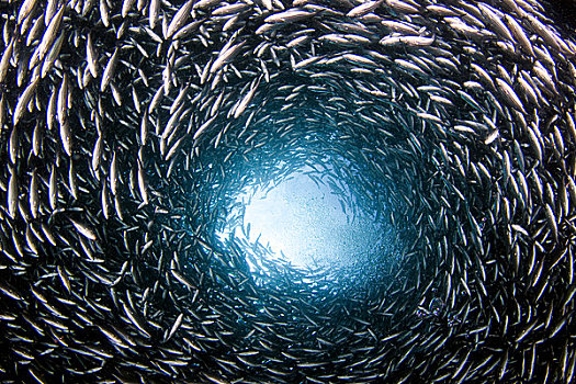 加拉帕戈斯群岛,鱼群,黑色,条纹