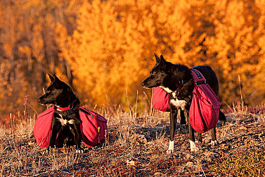 狗,雪橇狗,阿拉斯加,爱斯基摩犬,背影,颤杨,白杨,山杨,后面,叶子,秋色,深秋,靠近,鱼,湖,育空地区,加拿大,北美
