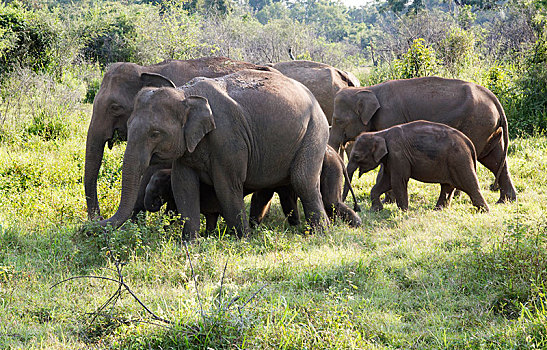 牧群,野生,亚洲象,象属,公园,生物保护区,阿努拉德普勒,地区,斯里兰卡,亚洲
