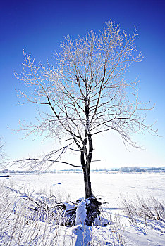 白桦,冬天