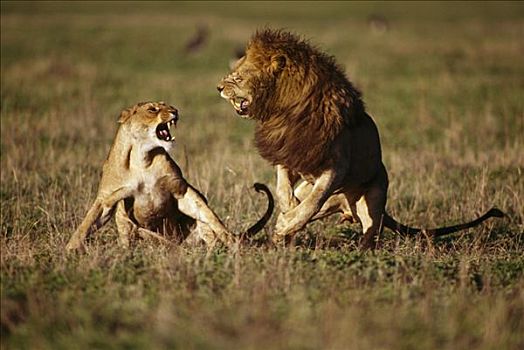 非洲狮,狮子,一对,争斗,交配,非洲
