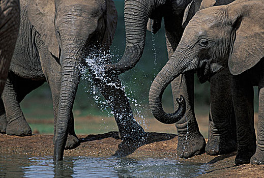 南非,阿多大象国家公园,大象,牧群,非洲象,饮料,水边,洞