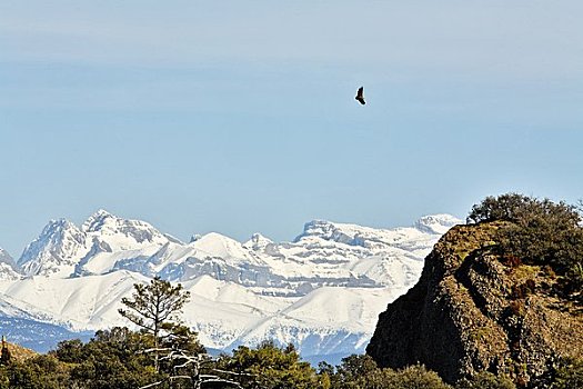 秃鹰,比利牛斯山脉,西班牙