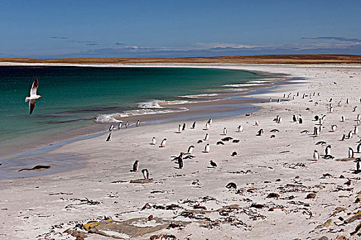海豚,海鸥,海滩,巴布亚企鹅,散开,企鹅,岛屿,福克兰群岛,南美