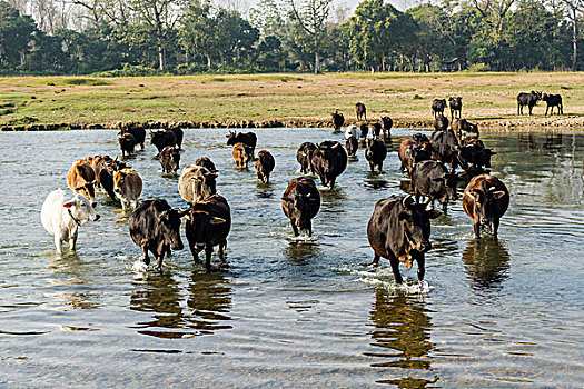 牧群,母牛,浅,河,奇旺,尼泊尔,亚洲