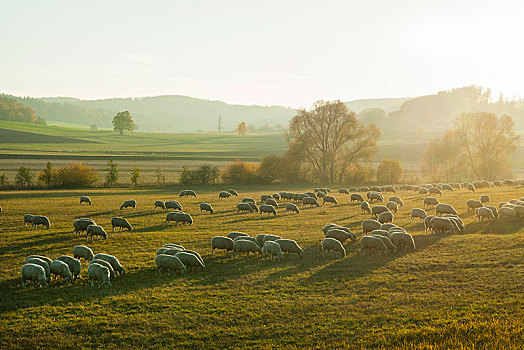 牧群,绵羊,家羊,放牧,生物保护区,图林根州,德国,欧洲