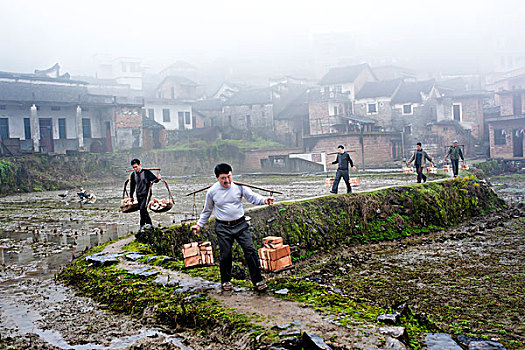 湖南,乡村,水田,田埂,挑夫