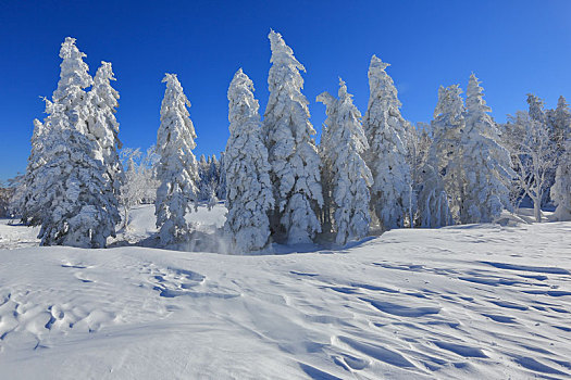 东北,劳力,雪景