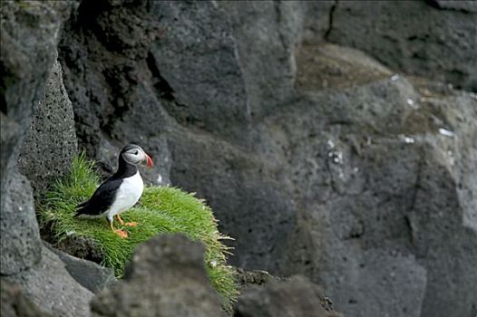 大西洋角嘴海雀,北极,栖息,岛屿,冰岛
