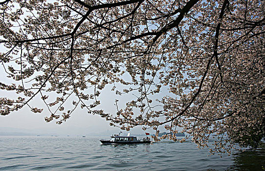 西湖樱花,白堤