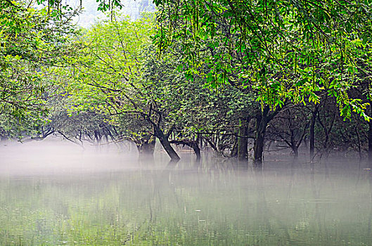 水中的树和晨雾