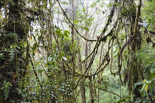 雨林,哥斯达黎加