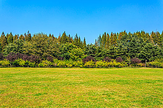 田园田野