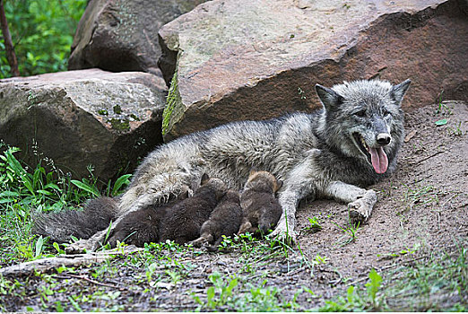 母兽,灰狼,幼仔