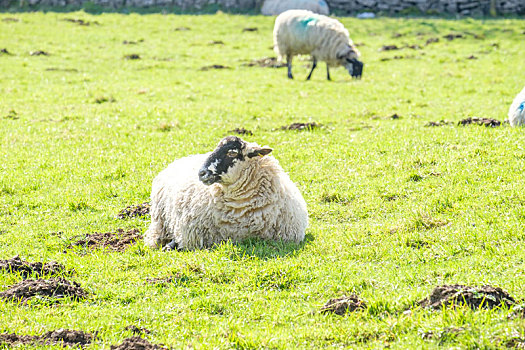 绵羊,坎布里亚,湖区,英格兰