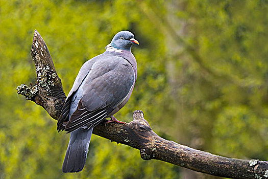 斑尾林鸽,俘获,动物,围挡,巴伐利亚森林国家公园,巴伐利亚,德国,欧洲