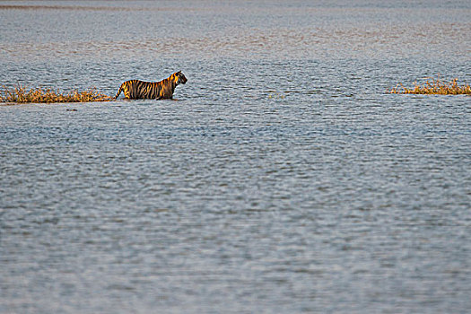 野生,孟加拉虎,印度虎,虎,涉水,水,湖,拉贾斯坦邦,国家公园,印度,亚洲