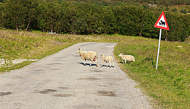 绵羊,两个,羊羔,道路,靠近,弯曲,警告标识,挪威,欧洲