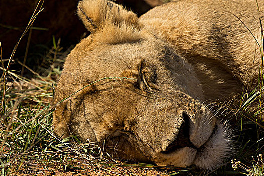 特写,雌狮,狮子,休息,林波波河,省,南非