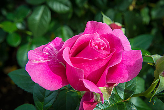 粉红玫瑰,粉色,国际,玫瑰,测验,花园,波特兰,俄勒冈,美国,北美