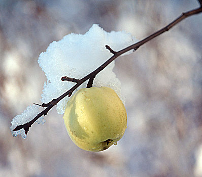 积雪,苹果树