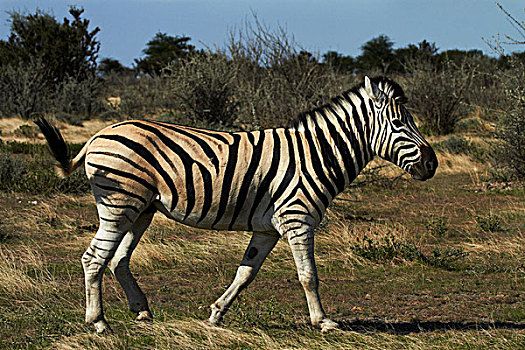 白氏斑马,马,斑马,埃托沙国家公园,纳米比亚,非洲
