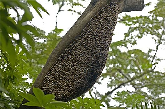 蜂巢,野生,蜜蜂,蜜蜂总科,泰国