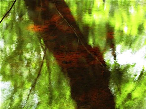 红色,树,马萨诸塞,野生动植物保护区,绿色,反射,水中