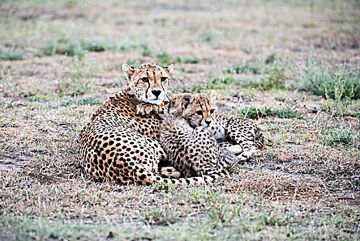 印度豹,猎豹,幼兽,依偎,靠近,草地,恩戈罗恩戈罗火山口,保护区,坦桑尼亚