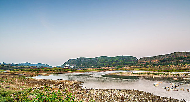 傍晚霞光中的河面河滩,鸭群