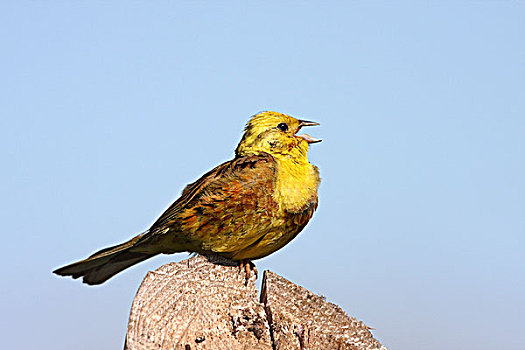 金翼啄木鸟,黄鹀,波兰