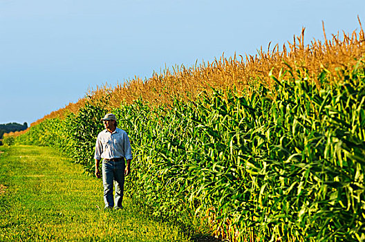 农业,农民,走,旁侧,生长,谷物,玉米,作物,晚霞,靠近,明尼苏达,美国