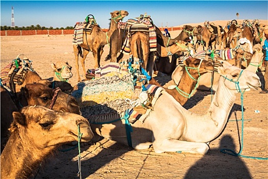 阿拉伯骆驼,单峰骆驼,骆驼,撒哈拉沙漠,杜兹,突尼斯