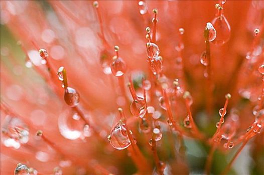 夏威夷,夏威夷大岛,山间高原,橙色,桃金娘花,水滴