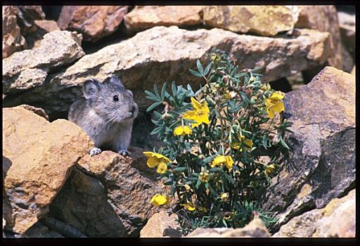 鼠兔,岩石上,德纳里峰国家公园,室内,夏天
