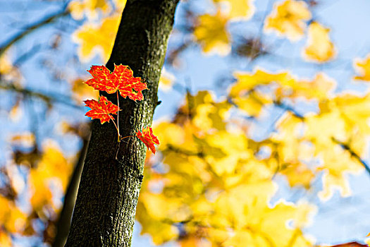 红色,橙色,黄叶,枫树,秋天,五兹堡,巴伐利亚,德国,欧洲