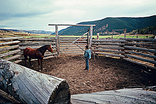 牛仔,马,棉花,牧场,不列颠哥伦比亚省,加拿大